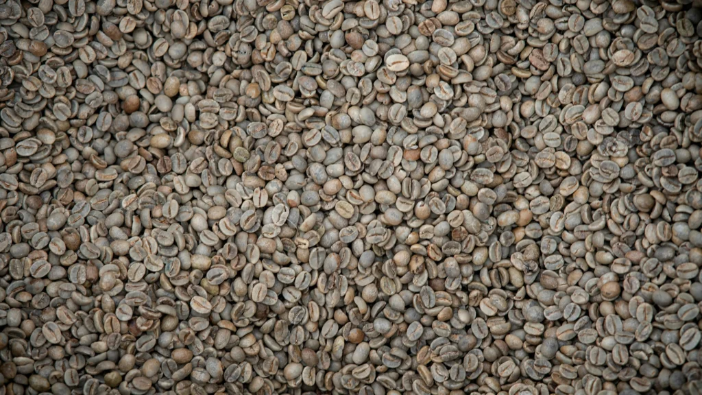 green unroasted Arabica coffee beans