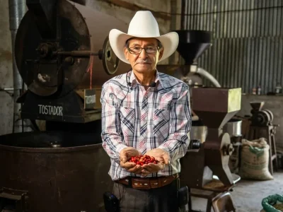 An elderly Latino coffee farmer wearing a white cowboy hat and plaid shirt, holding a handful of ripe, red coffee cherries in a rustic processing facility